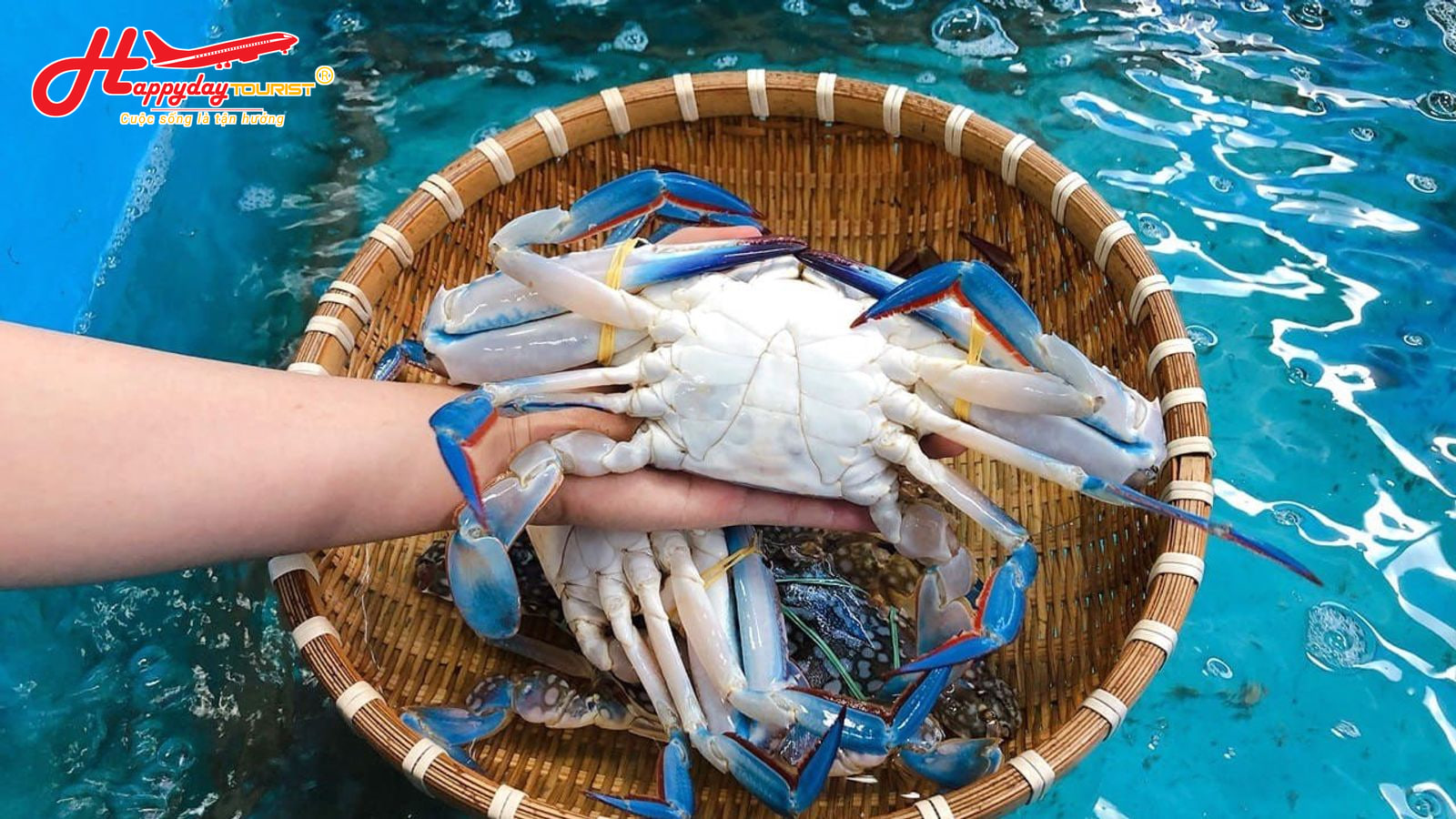 Cận cảnh giỏ ghẹ xanh tươi sống được bắt trực tiếp từ bể nuôi tại quán hải sản biển An Bàng