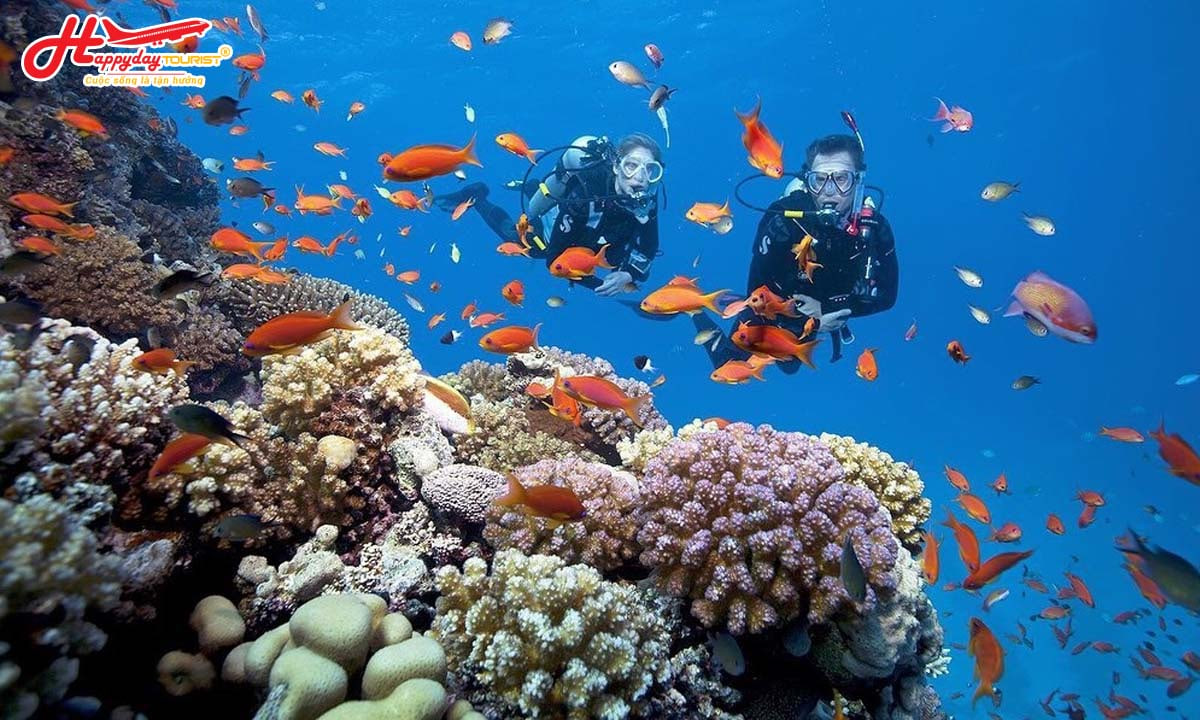Du khách tham gia lặn biển ngắm rạn san hô nguyên sơ và đàn cá tại Cù Lao Chàm